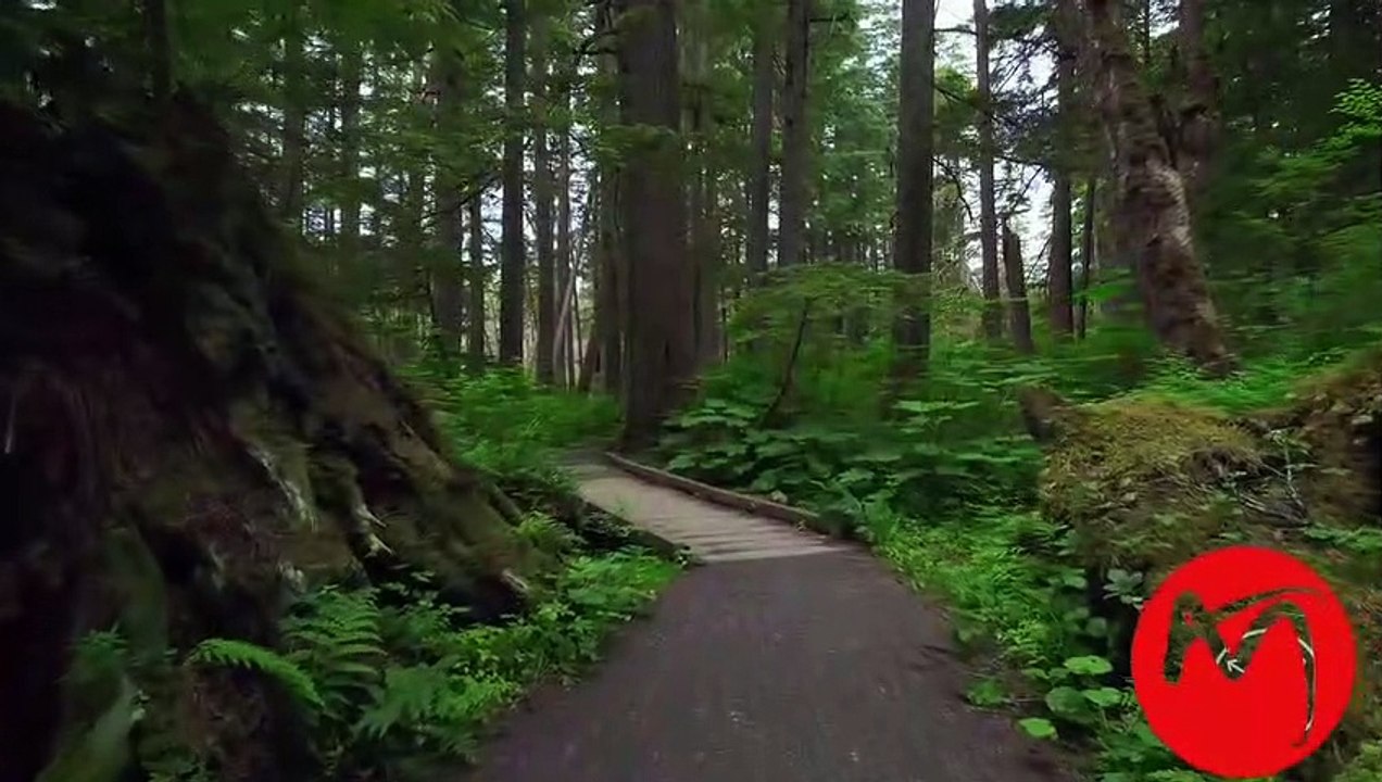 Nature video
