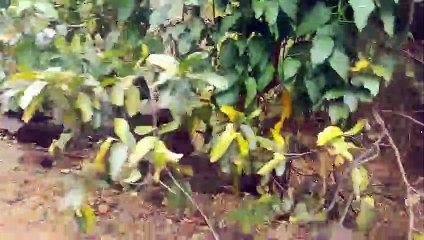 Ten thousand homeless monkeys - Homeless animals