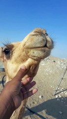 The big baby camel made a video after eating