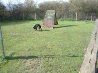 Bugsy - Jeu avec deux balles