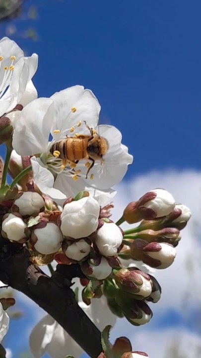 Honeybees collecting nectar from cherry flowers