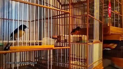 Meraup Untung dari Ternak Burung Murai di Denpasar