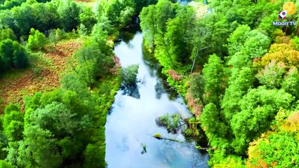 Instrumental Music for Calming Emotions