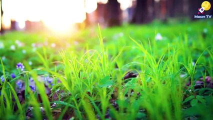 Mindfulness Meditation Music for Stress Relief