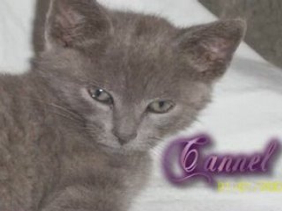 Chat amv