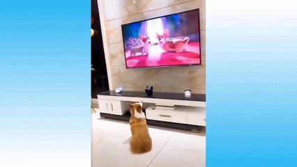 Funny _Animals! Funny animals videos compilation