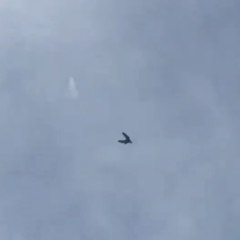 4 Baby Pigeons Landing  1- 2:44pm  2- 3:02pm  3- 3:32pm  4- 6:47pm High Flying Pigeons must watch the last 1
