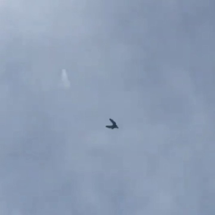 4 Baby Pigeons Landing  1- 2:44pm  2- 3:02pm  3- 3:32pm  4- 6:47pm High Flying Pigeons must watch the last 1