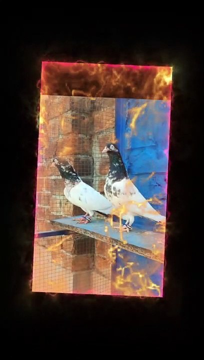 Royal Teddi Breeder Pair 100 % Resulted World No ! Breed