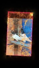 Royal Teddi Breeder Pair 100 % Resulted World No ! Breed