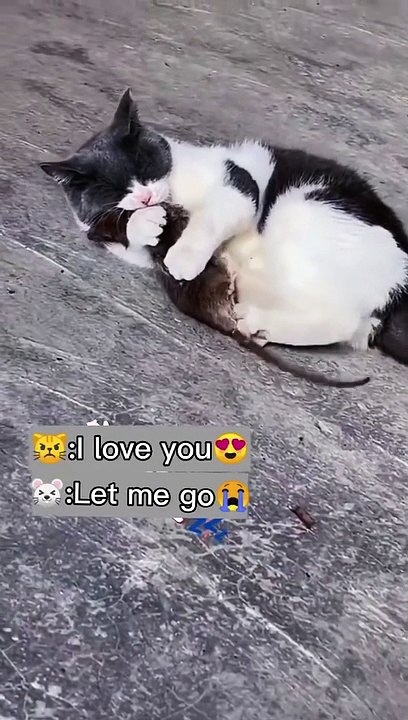 Sweet cat love 