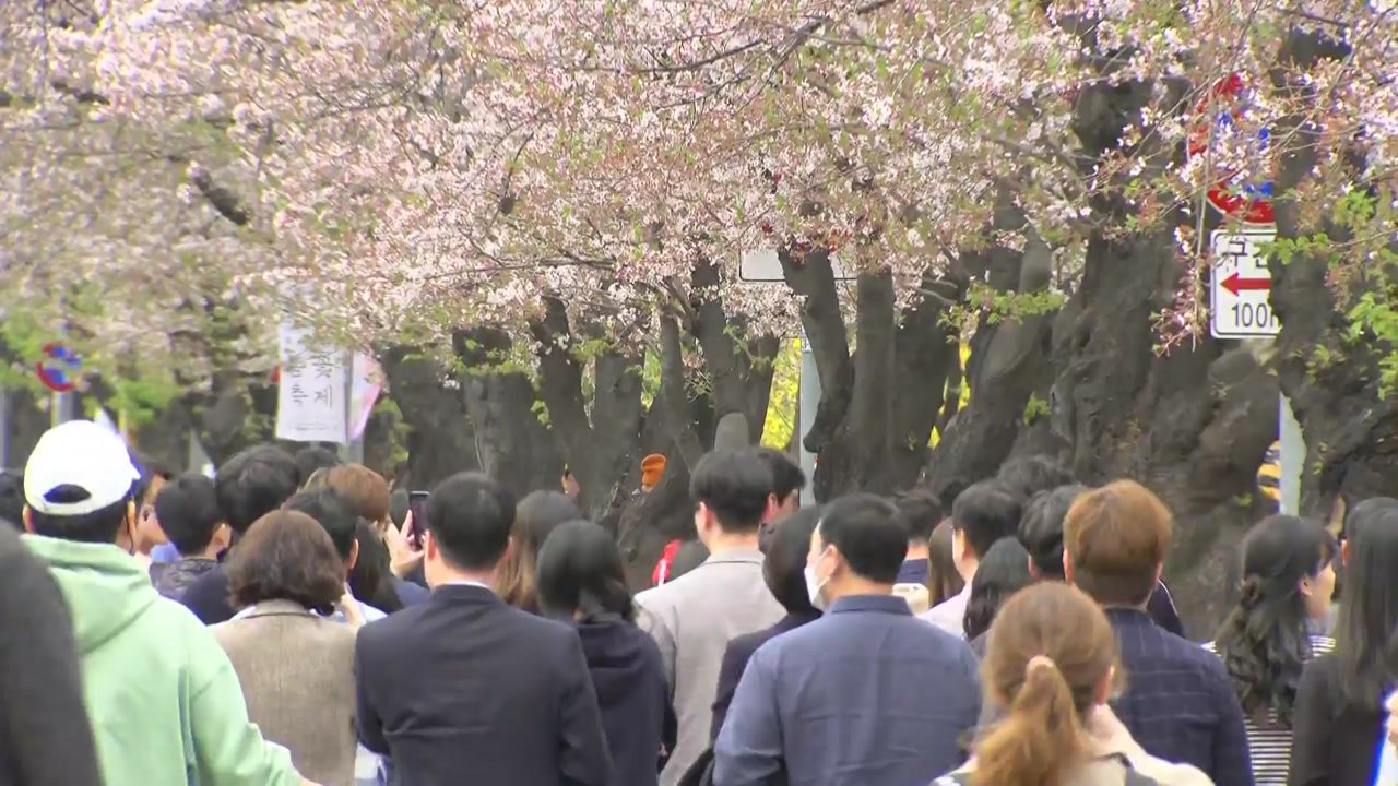 [날씨] 일찍 찾아온 여의도 벚꽃 절정...밤부터 전국 비바람 / YTN