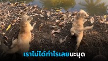 วิถีตูบทะเล้น เมื่อน้ำก็อยากเล่น แต่แม่ก็ห้าม มันเลยเป็นงี้ !!