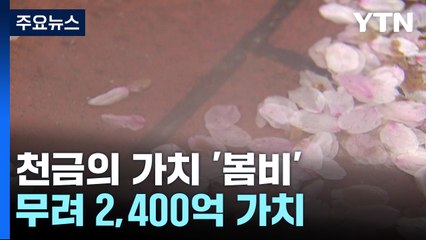 [더뉴스] 천금의 가치 '봄비'...5mm 단비 내리면 2,400억 효과 / YTN