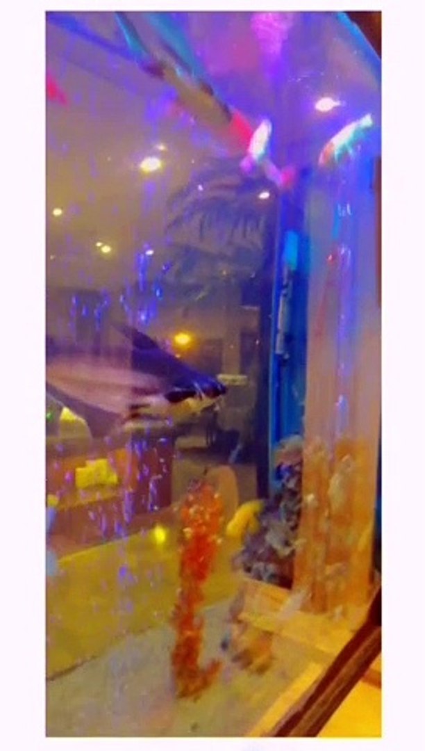 ⁣Fish Aquarium