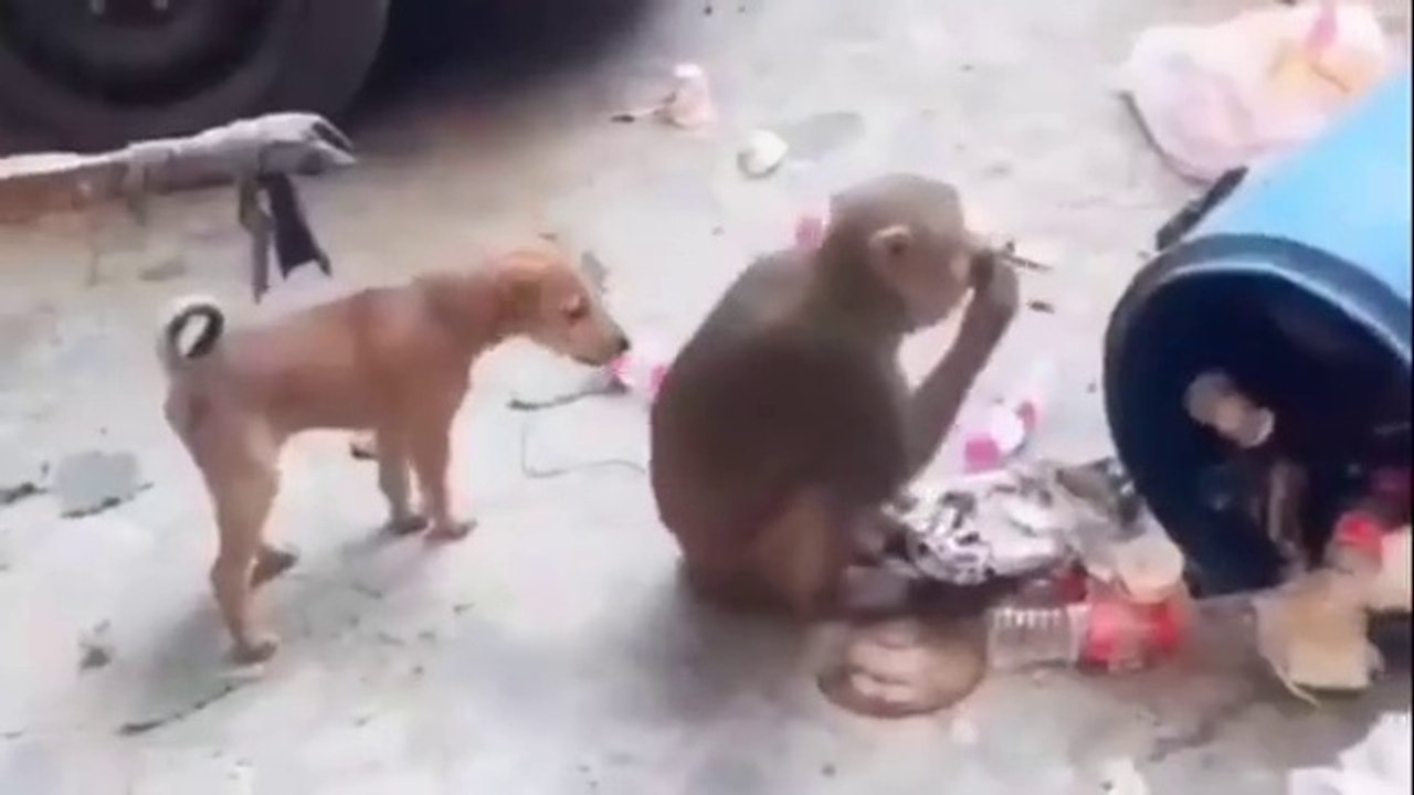 Monkey vs dog real fight _ funny dog vs monkey video l funny video l ...