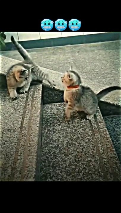 Super cat