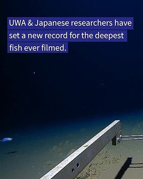 Deepest fish ever filmed found near Japan