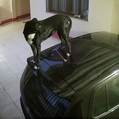 Lola The Dog Rules The Car