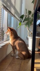 Shiba Inu Sings With Sirens