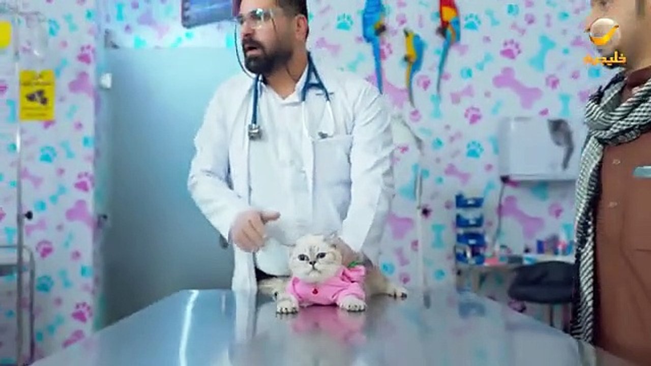 شباب البومب 11 الحلقة 12: قطة تغير حياة فيصل ال...