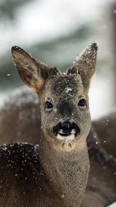 Winter deer  ♥️