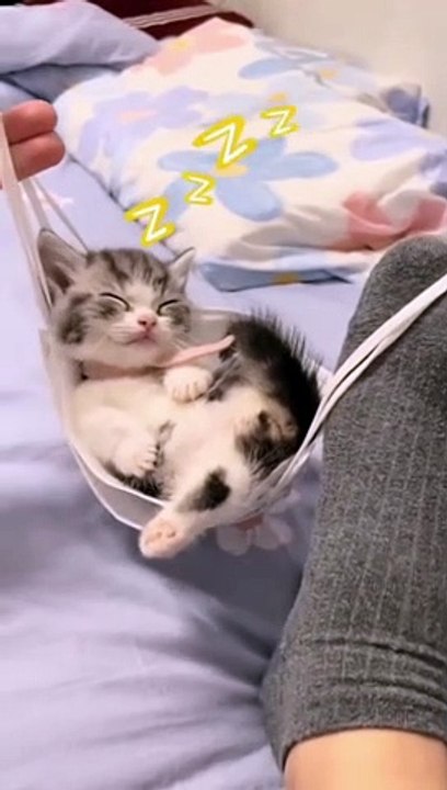 Cute Pet Funny Video