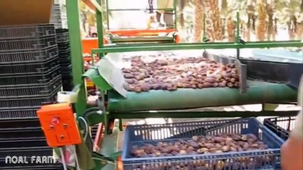 Dates palm Harvesting by Shaking Machine - Packing Dates Modern Agricultural Technology