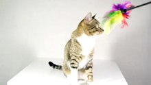 Cat vs Feather Wand