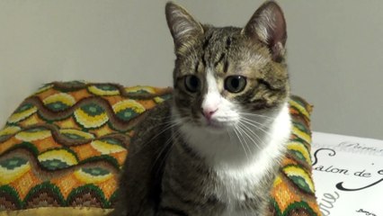 Cute Cat with Large Pupils Jumps Down