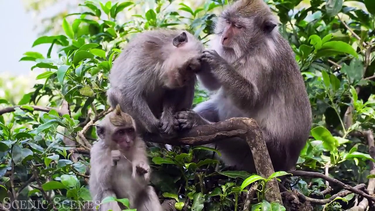 Jungle Wildlife In 4K - Animals That Call The Jungle Home  Rainforest  Scenic Relaxation Film-MqV6iXsmHYE-720p        #animals #jungle #movie