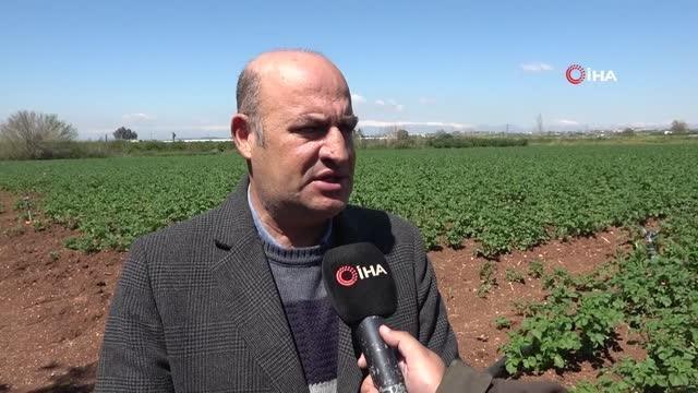 Geçen sene üzen patates, bu sene üreticinin yüzünü güldürecek