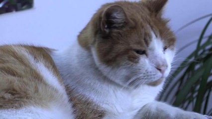 Konak'ta Can Dostlar İçin Aşı Mesaisi