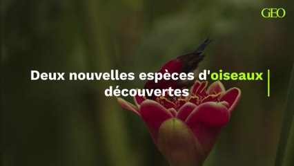 Nouvelle-Guinée : deux nouvelles espèces d'oiseaux découvertes