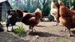 Hens / Roosters  Beautiful Voice/Beautiful Scene
