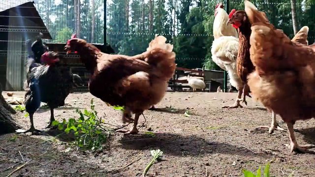 Hens / Roosters Beautiful Voice/Beautiful Scene