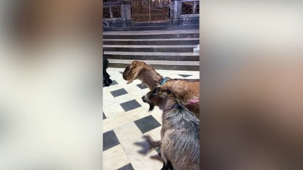 Pablo the viral singing goat returns to perform with choir during cathedral service
