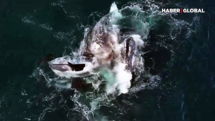 6 saatlik mücadele izlenme rekorları kırdı: 30 orka , iki dev balinaya pusu kurarak yemeye çalıştı!