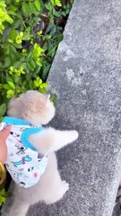 Cat Funny Moments | Funny Cats |Cute Pets |Funny Animals #animals #cat #mycat #funnyanimals #catlove