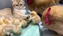The rooster and the hen were stunned on the spot!  The gentle kitten takes good care of the chicks