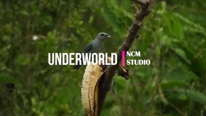 Underworld - Myuu: Cinematic Music, Dark Music, Horror Music, Thrill Music @NCMstudio18