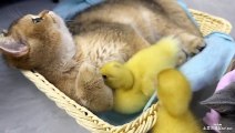 The naughty duckling teases the kind kitten,hugging it tightly to sleep.Cute and interesting animals