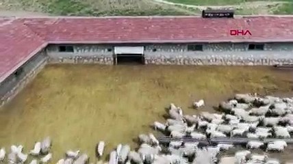Kuzuların anneleriyle buluşma anı kamerada