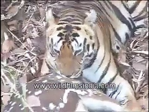Tiger eating Chital deer