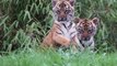 Rare twin Sumatran tiger cubs emerge from den for first time at Chester Zoo