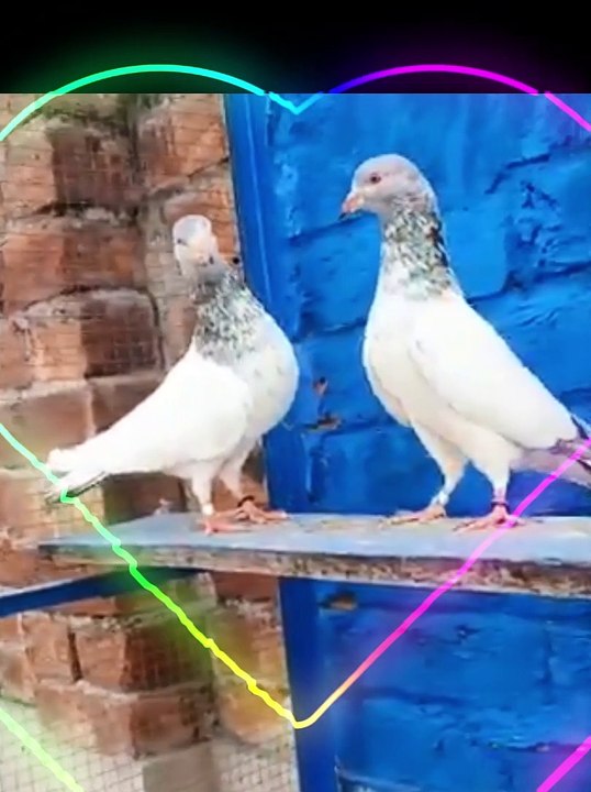 Golden Breeder pair  100 % Resulted Pair World Most famous Breed