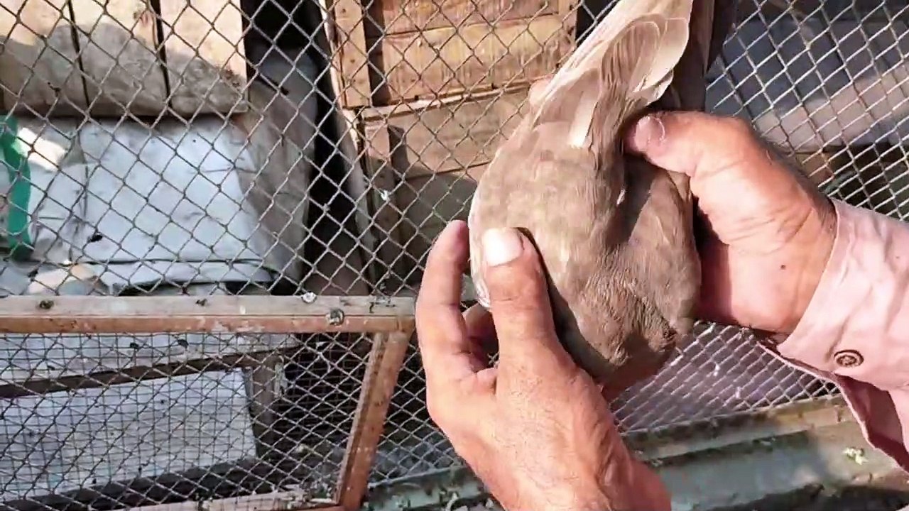 Toofan Breeder Set Up word most Expense Breed #pakistanipigeons