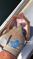 So Cute #fish #repost #fishing #brausafishing #viral #pescaria #pesca #peixe #ForYou #Fyb