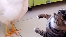 _Chat VS Coq