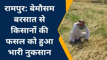 रामपुर: बेमौसम बारिश ने छीना किसानों का सुख-चैन, लाखों एकड़ गेहूं की फसल बर्बाद